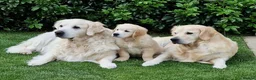 Golden Retriever dogs for stud: Golden Retriever Stud in Selby - Advert 5