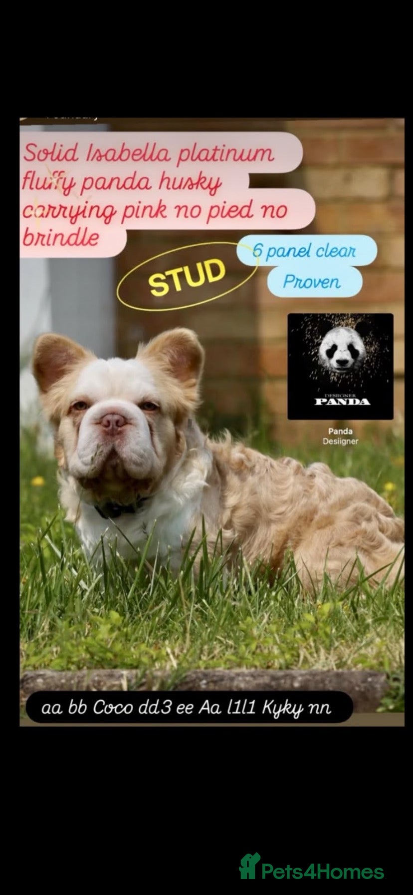 French Bulldog dogs Fluffy  **  French BullDog - Advert 1