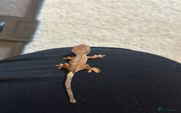 Gecko reptiles for sale: Brown Dalmatian Crested Gecko in Banbury - Image 11