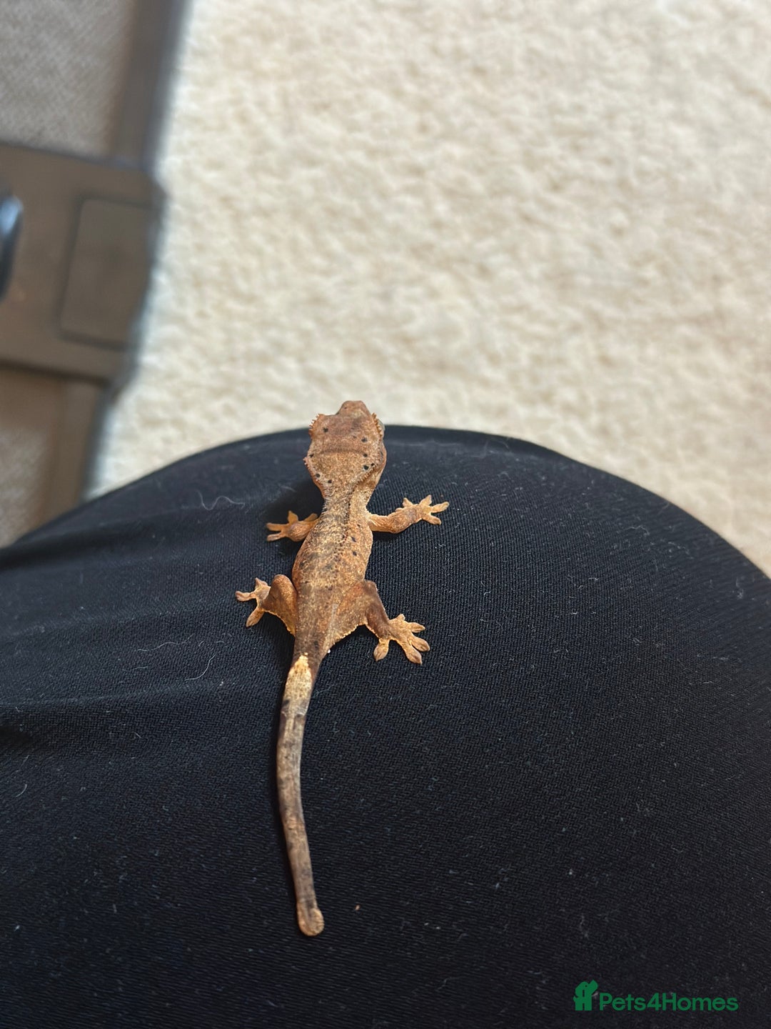 Gecko reptiles for sale: Brown Dalmatian Crested Gecko in Banbury - Image 11