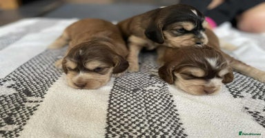 Cocker Spaniel dogs - Advert 15