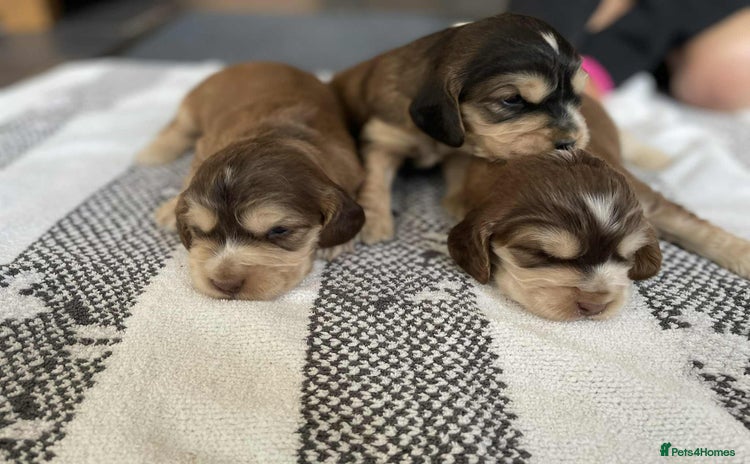Cocker Spaniel dogs - Advert 1
