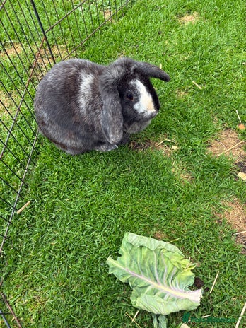 Mixed Breed rabbits - Advert 19