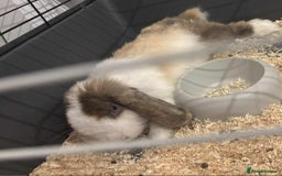 Harlequin rabbits for sale: Male Low Rufus rabbit  - Advert 3