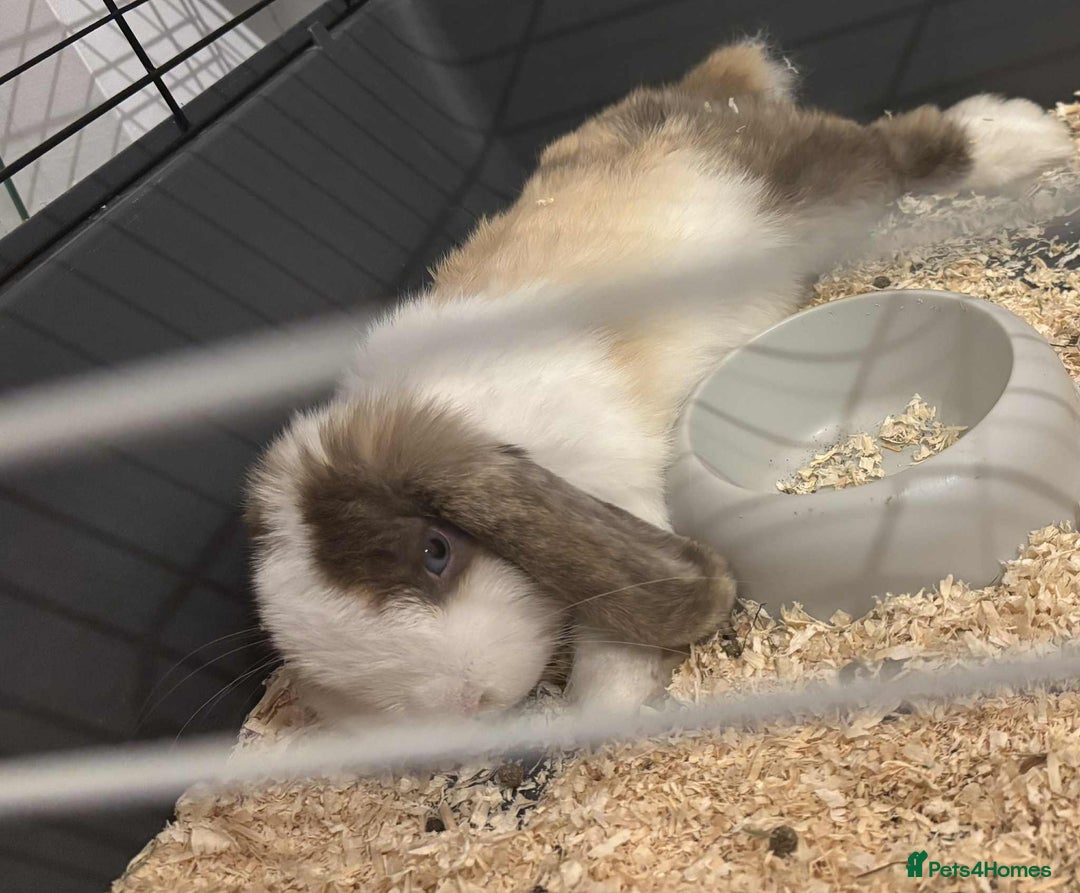 Harlequin rabbits for sale: Male Low Rufus rabbit  - Advert 3