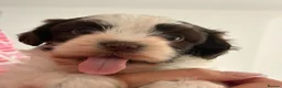 Havanese dogs for sale: 🩷BEAUTIFUL HAVENESE PUPPY’S🩵 - Advert 6