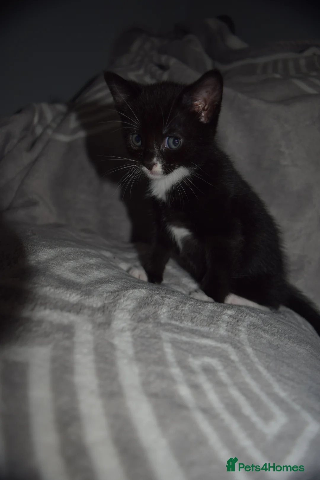 Mixed Breed cats for sale: Little girl - Advert 2