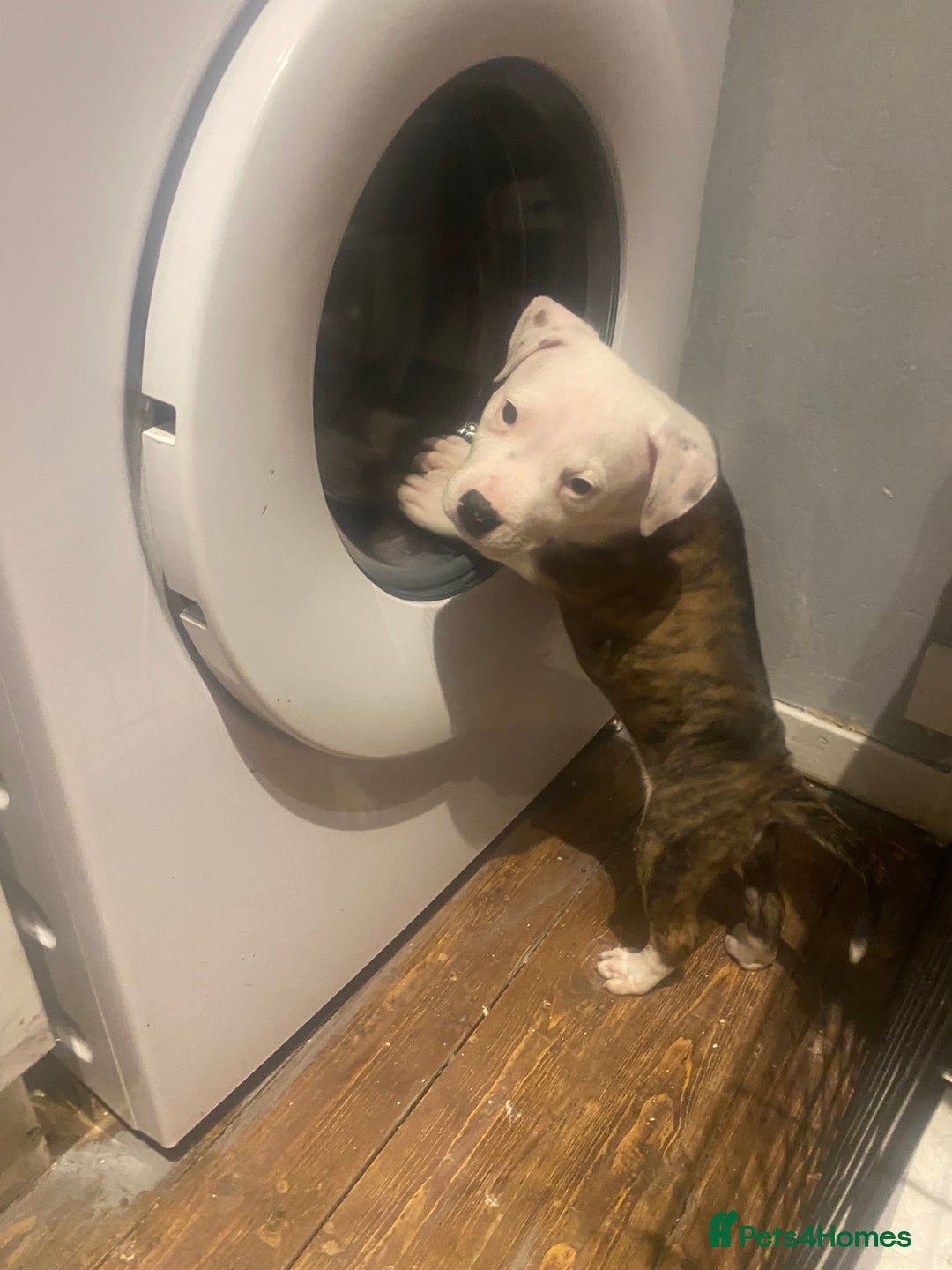 Staffordshire Bull Terrier dogs for sale: White staffy for sale  - Image 1
