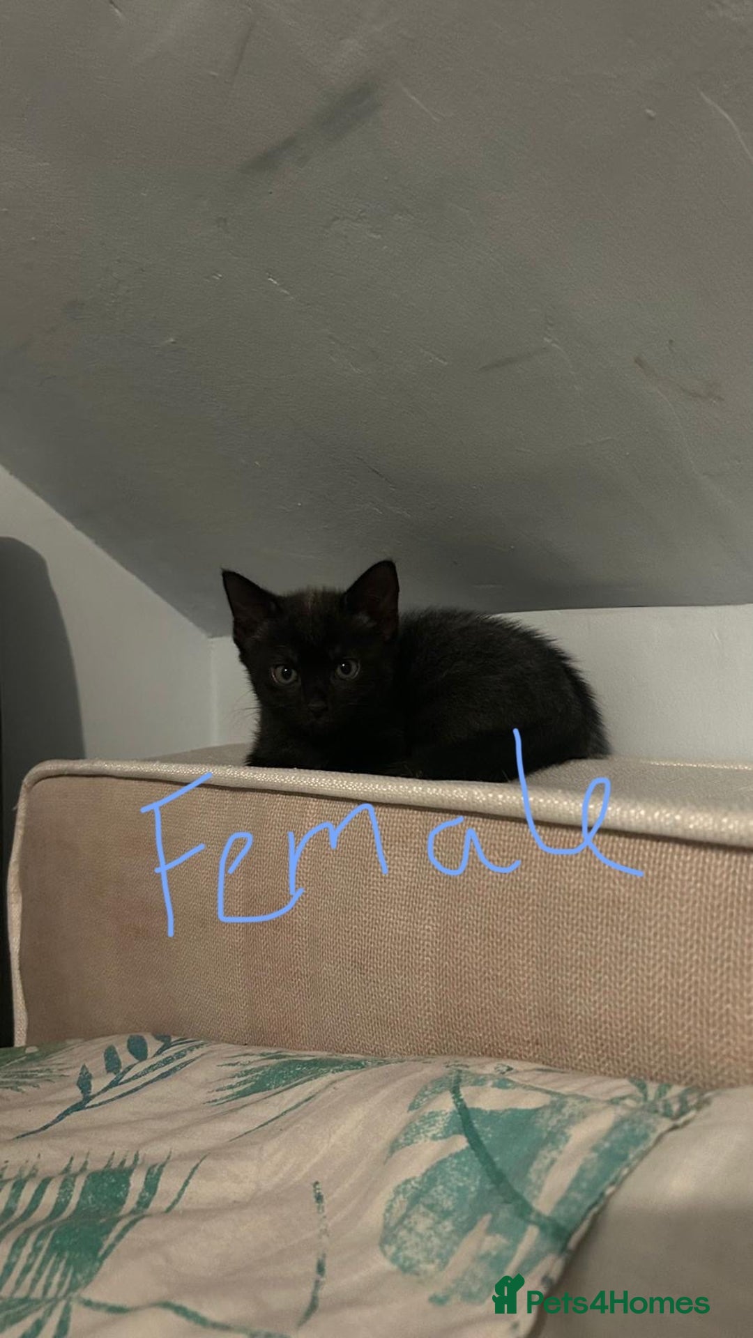 Mixed Breed cats for sale: Kitten looking for a forever home  - Advert 8