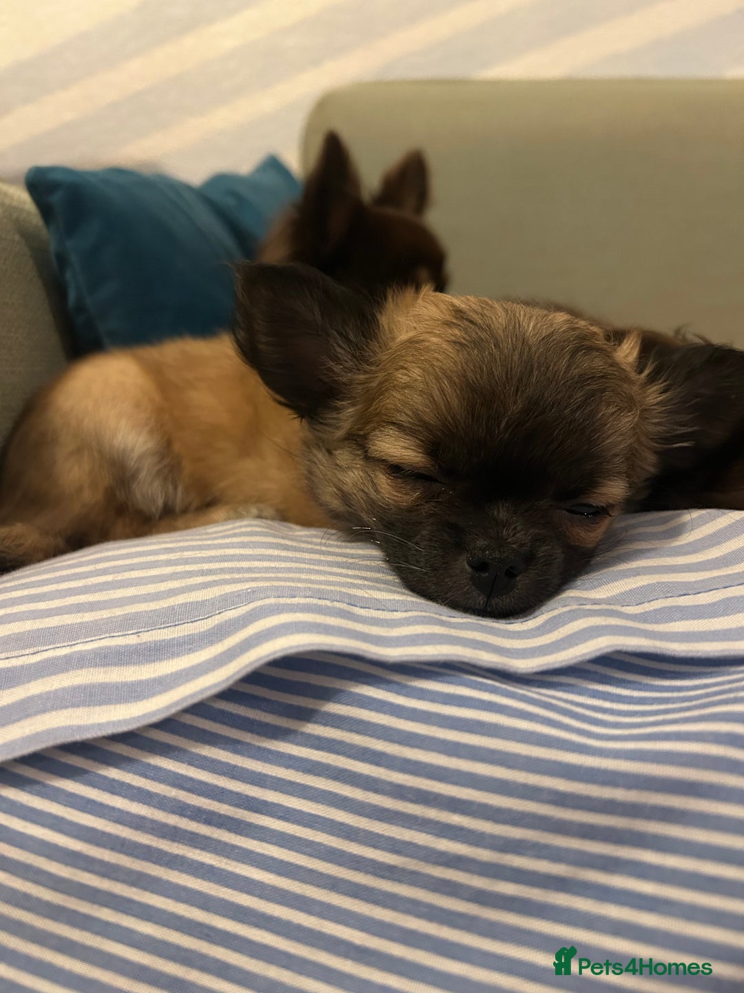 Chihuahua dogs for sale: 2 gorgeous girls for sale ❤️ - Advert 10