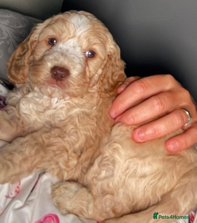 Cockapoo dogs Beautiful cockapoo  puppies READY TO GO SOON ❤️ - Advert 16