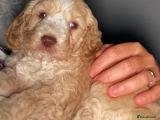 Cockapoo dogs Beautiful cockapoo puppies READY TO GO SOON ❤️ - Advert 5