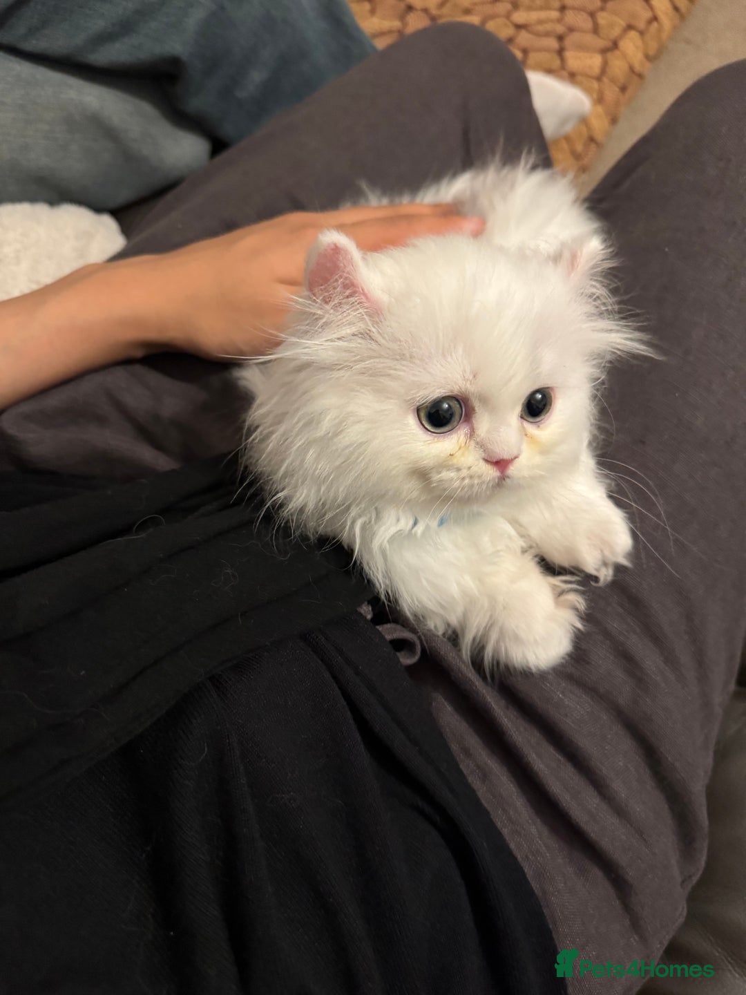 Munchkin cats for sale: Persian short legged munchkin  - Image 6