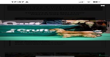 Sprocker dogs - Advert 4