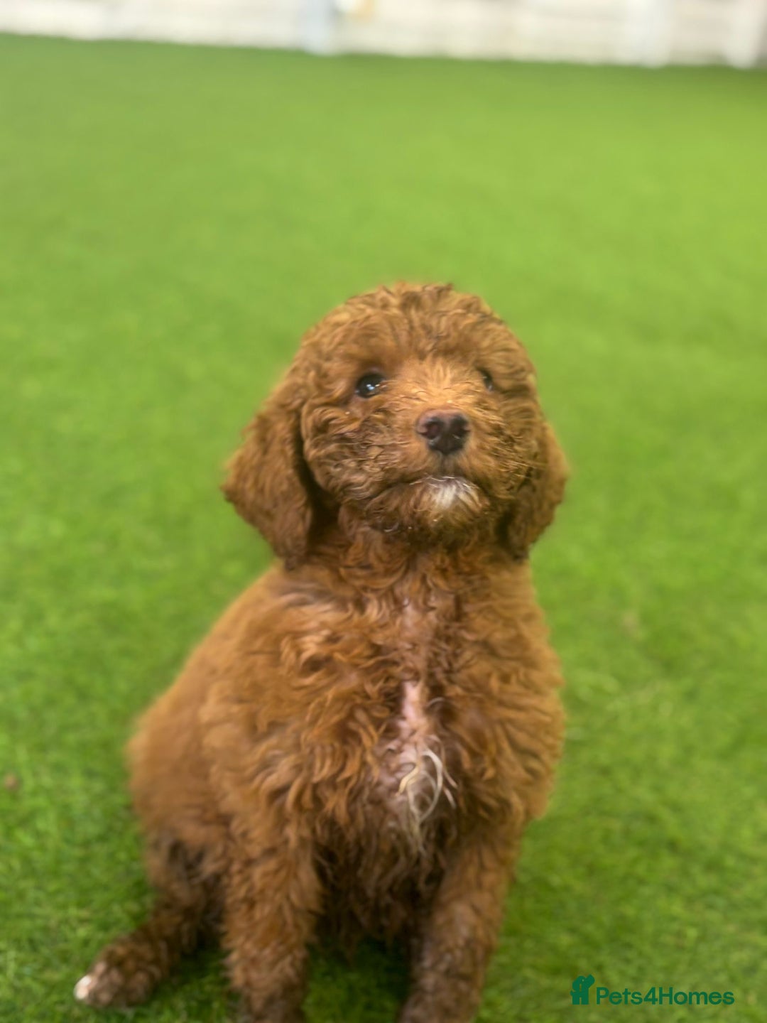 Goldendoodle dogs for sale: Advanced trained golden doodle  - Advert 2