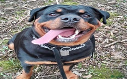 Mixed Breed dogs for sale: Rottweiler/pressa f1 - Image 15