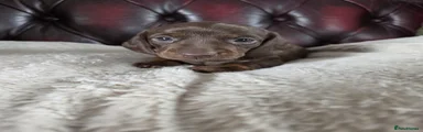 Miniature Dachshund 3