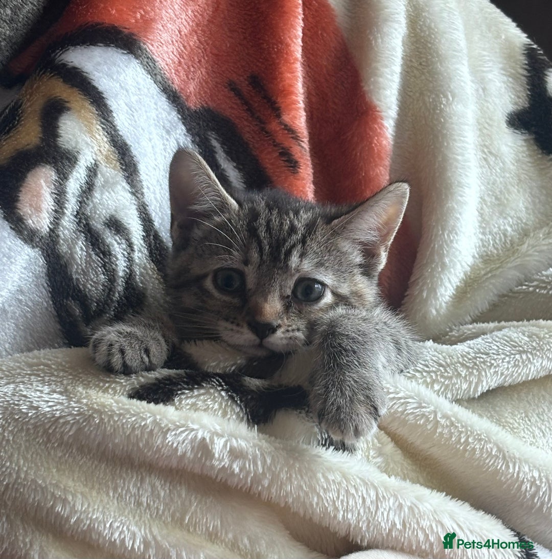 British Shorthair cats for sale: Gorgeous kittens ready soon 3 girls 😍 - Image 10