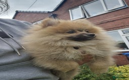 Pomeranian dogs for sale: Amazing Pomeranian color Beige Champion Line - Image 1