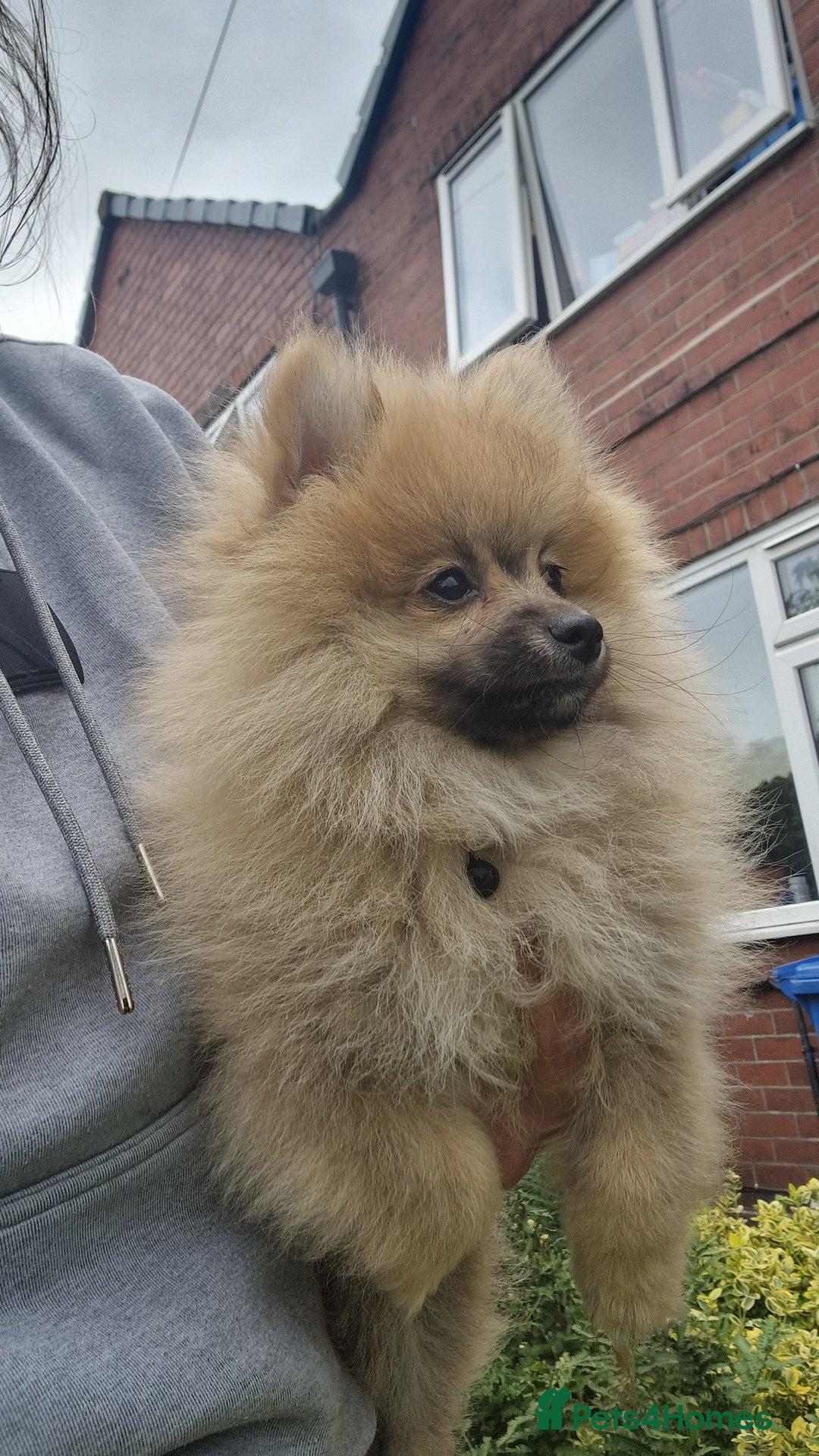 Pomeranian dogs for sale: Amazing Pomeranian color Beige Champion Line - Image 1