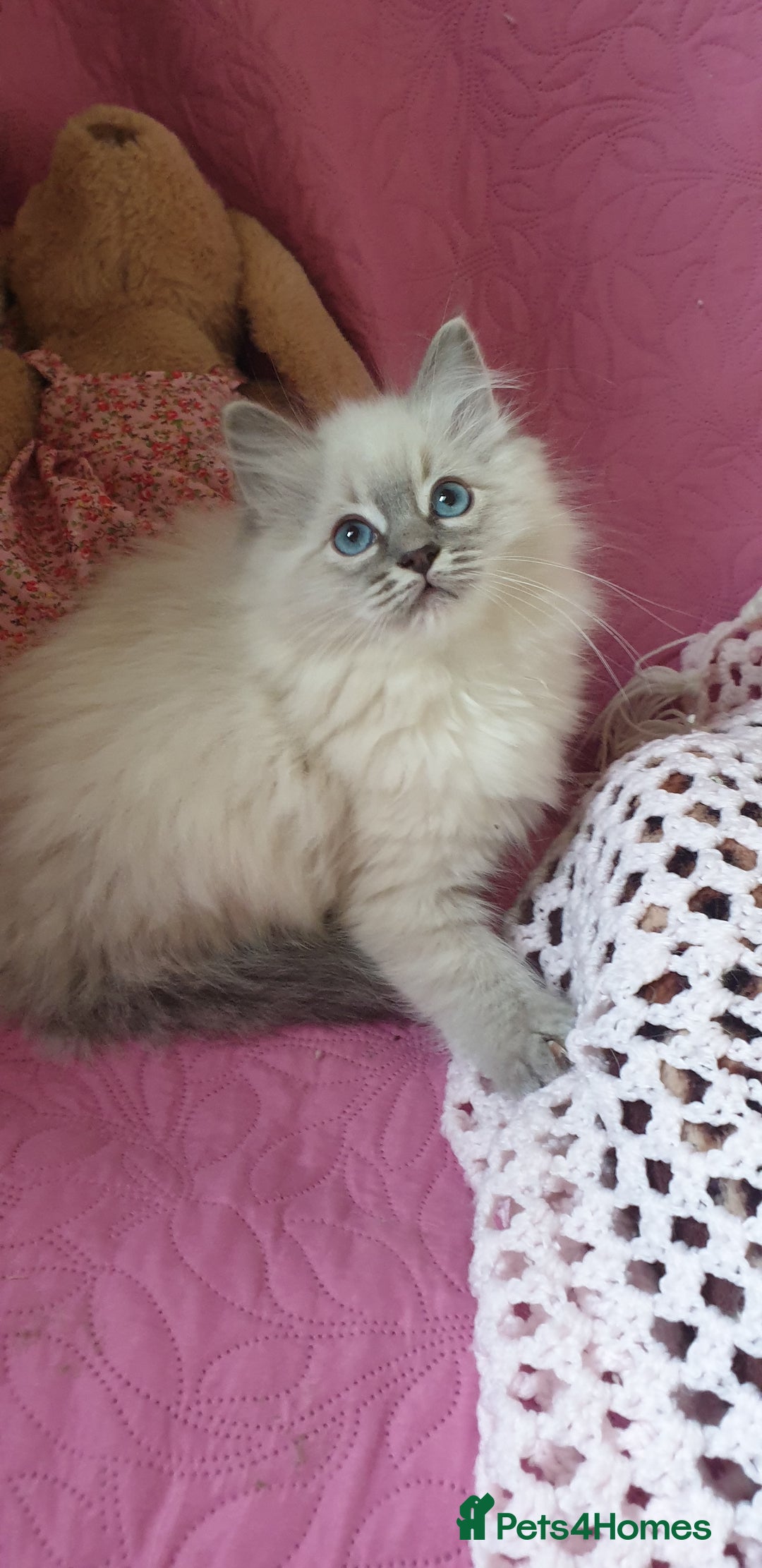 Ragdoll cats for sale: 💗Stunning GCCF registered Ragdoll Kittens. - Advert 22