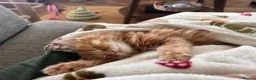 Mixed Breed cats for sale: Beautiful male Ginger kitten - Advert 3