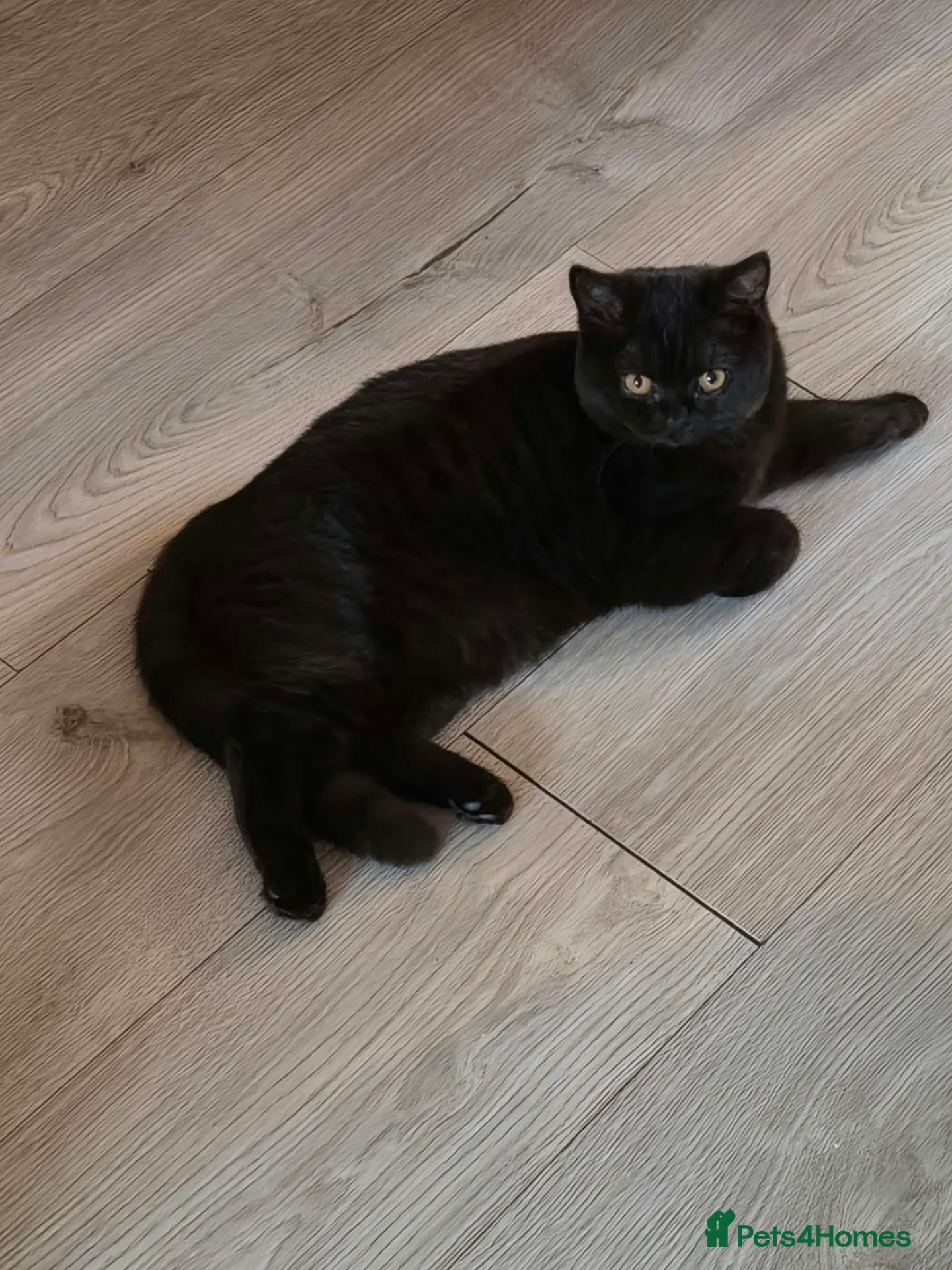 British Shorthair cats Luna, female British short haired  - Advert 3