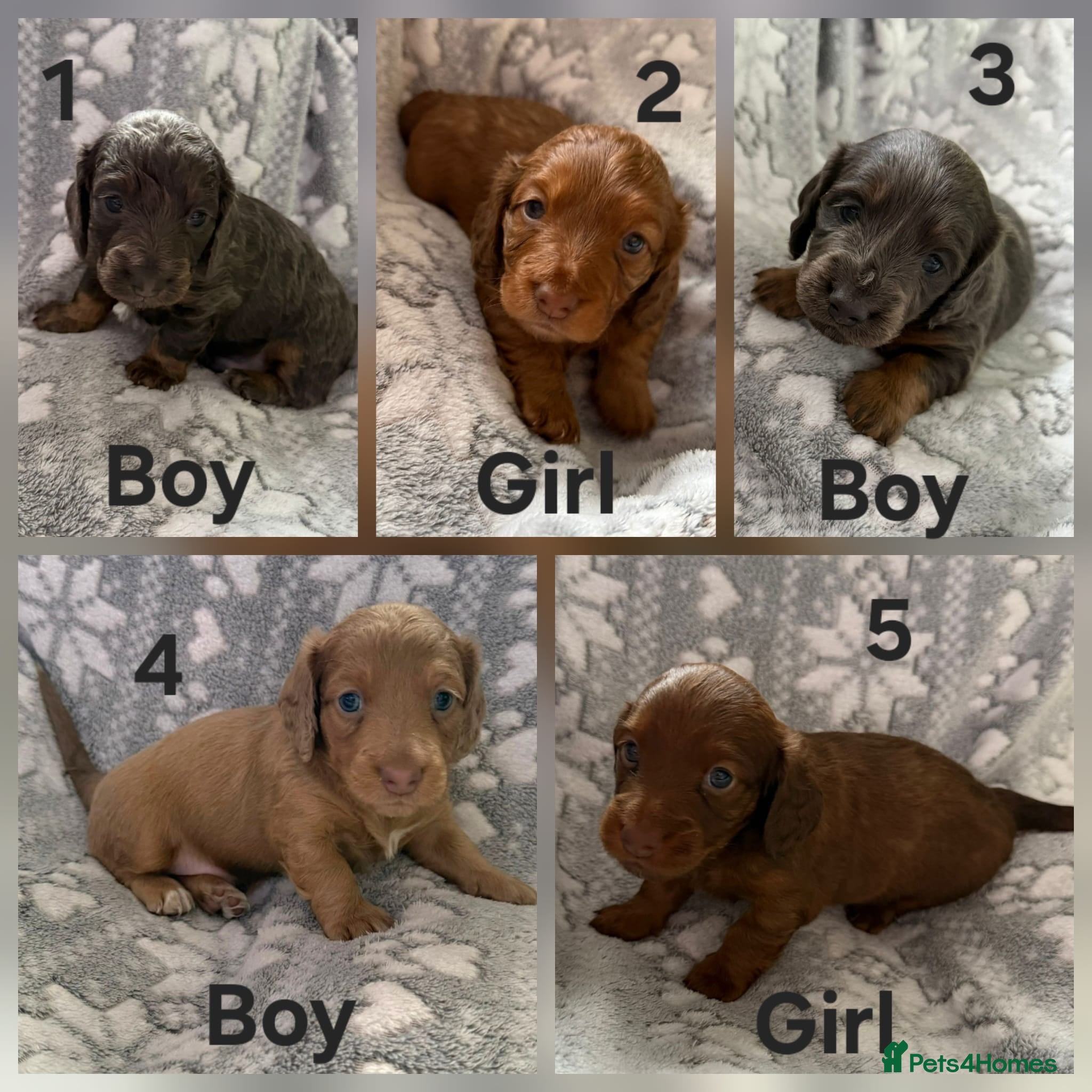 Miniature Dachshund dogs KC Registered Long Haired Miniature Dachsunds  - Advert 1