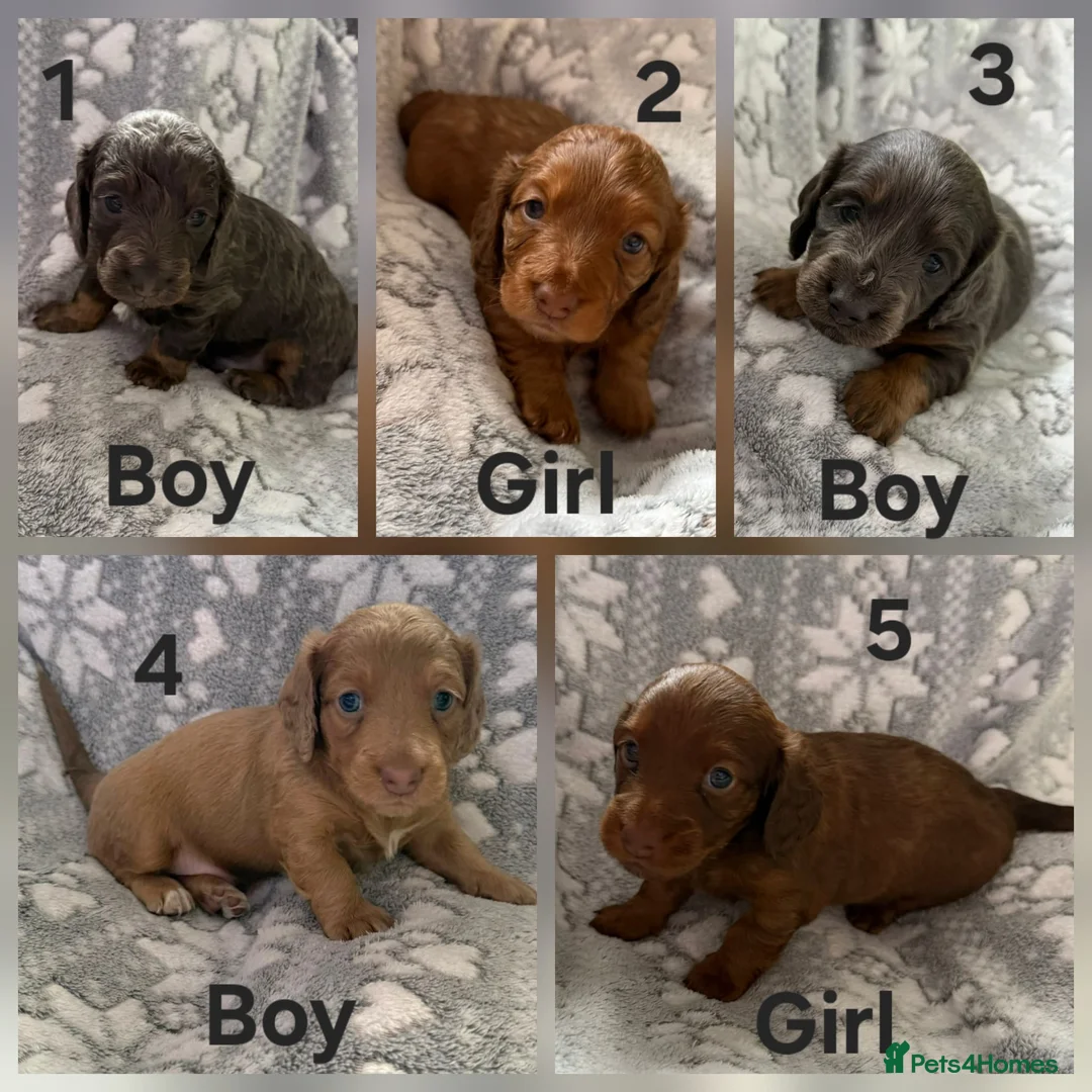 Miniature Dachshund dogs for sale: KC Registered Long Haired Miniature Dachsunds  - Advert 1