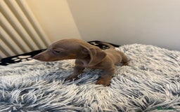 Miniature Dachshund dogs for sale: Beautiful smoothed haired miniature Dachshunds - Advert 20