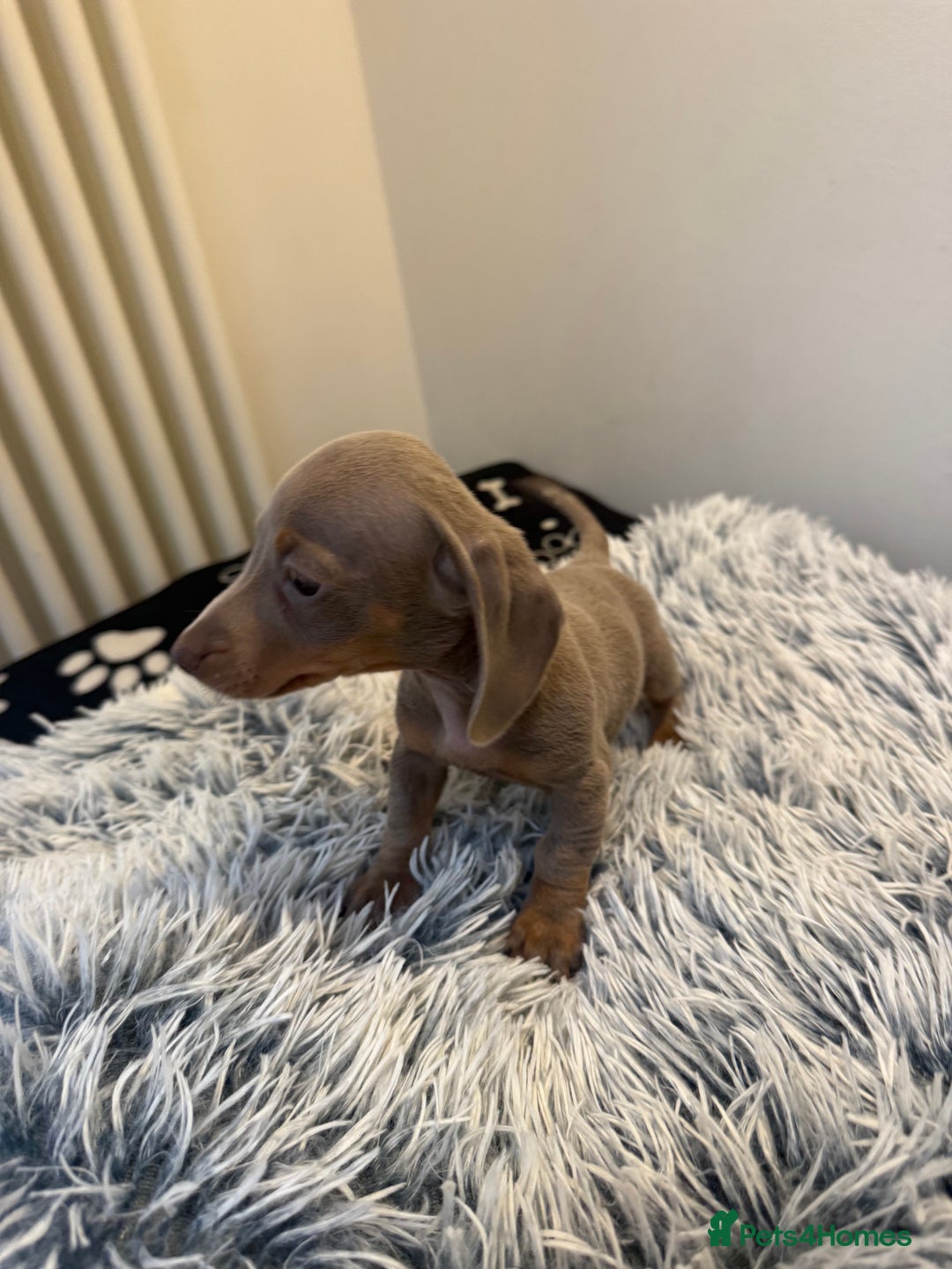 Miniature Dachshund dogs for sale: Beautiful smoothed haired miniature Dachshunds - Advert 20
