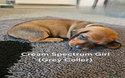 Dachshund dogs for sale: Dachshund Puppies for sale  - Image 6