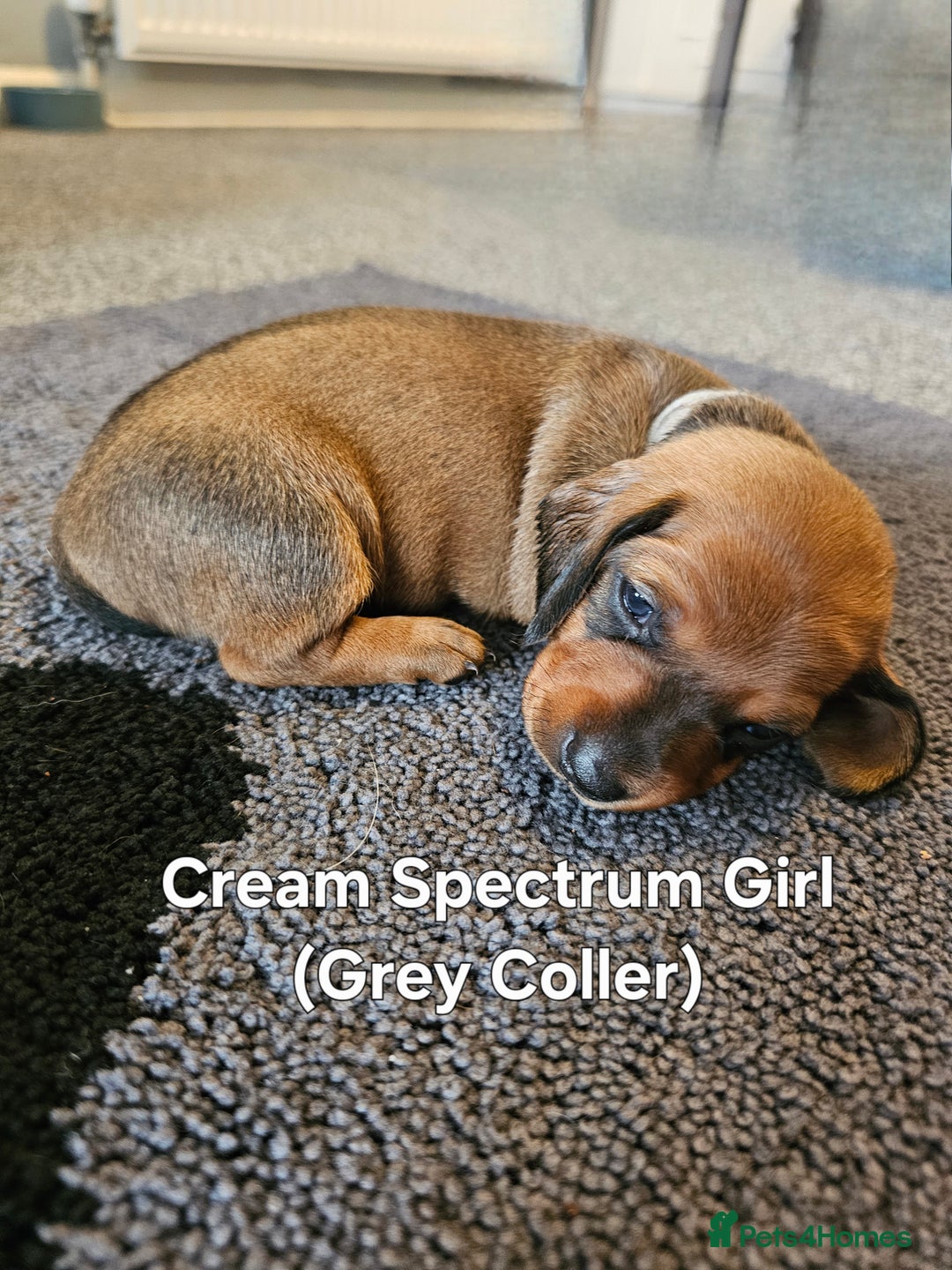 Dachshund dogs for sale: Dachshund Puppies for sale  - Image 6