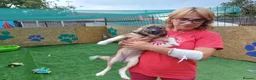 Mixed Breed dogs for adoption: 🐾🌸 MIA – A GENTLE GIRL WITH A BEAUTIFUL SOUL🌸🐾 - Advert 18