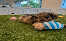 Goldendoodle dogs for sale: 🐶 Stunning goldendoodle puppies 🐶 - Image 2