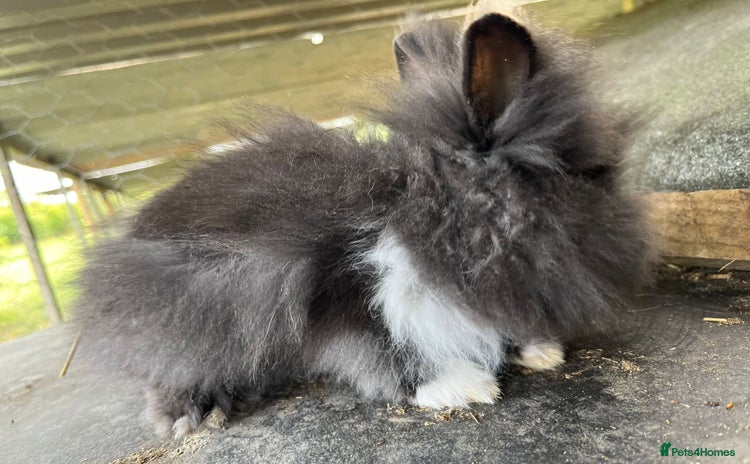 Lionhead rabbits - Advert 1