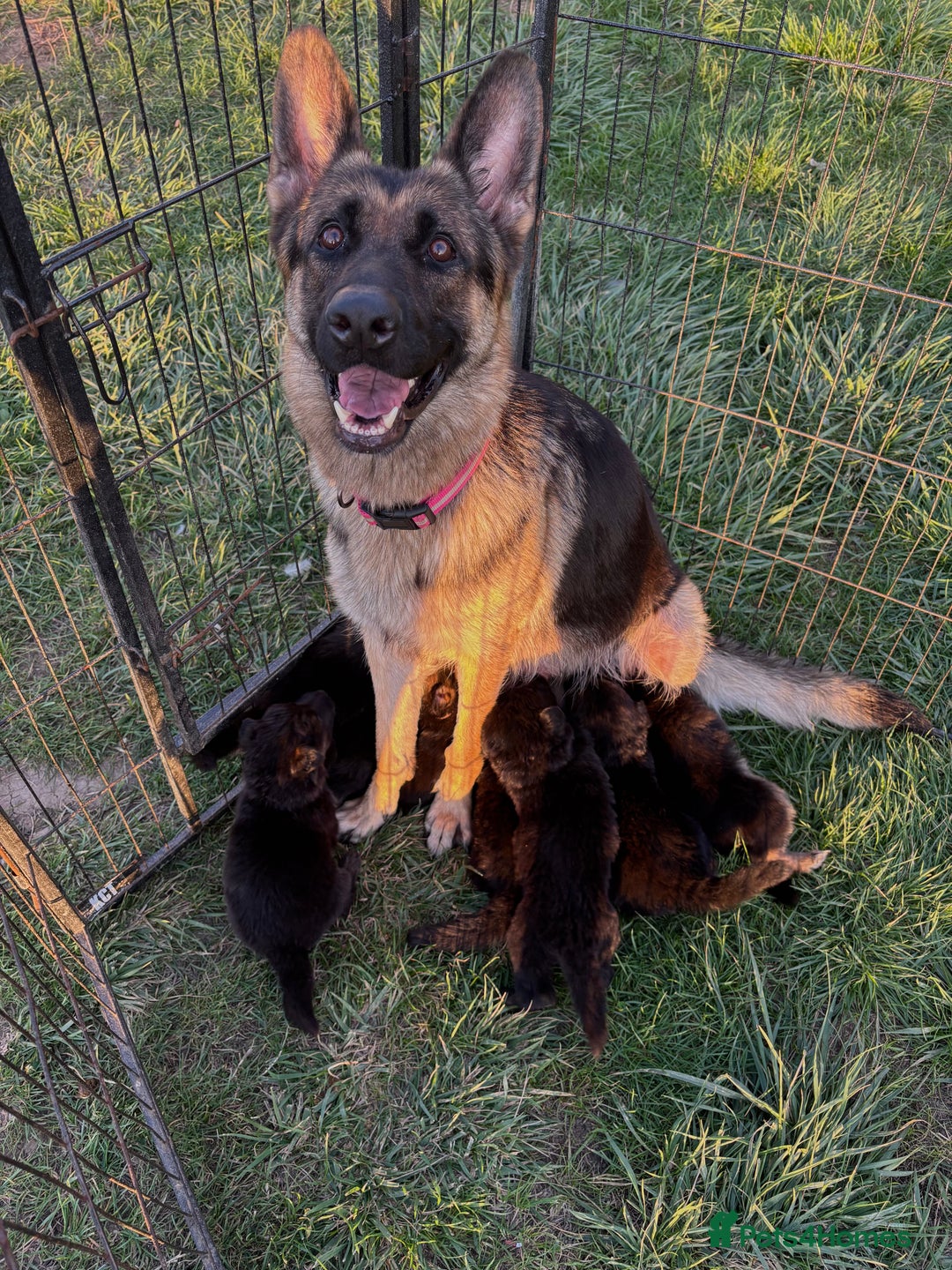German Shepherd dogs for sale: KC REGISTERED GERMAN SHEPHERD PUPPIES FOR SALE - Image 11