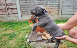 American Bully dogs for sale: David  - Image 10