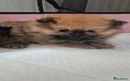 Pomeranian dogs for sale: Beautiful Pomeranian Puppies - Advert 10