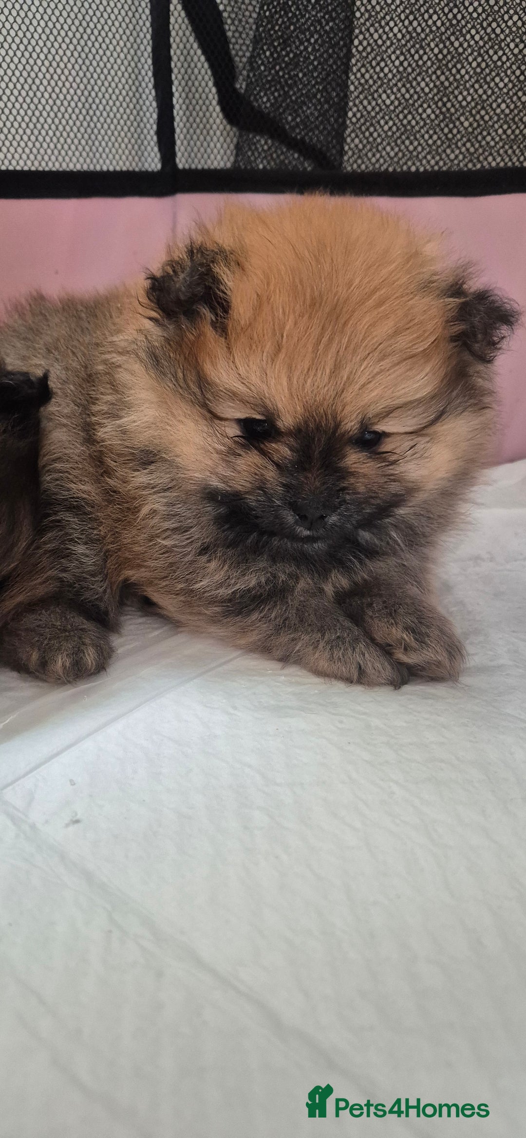 Pomeranian dogs for sale: Beautiful Pomeranian Puppies - Advert 10