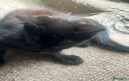 Mixed Breed cats for sale: 3cats for sale - Image 6