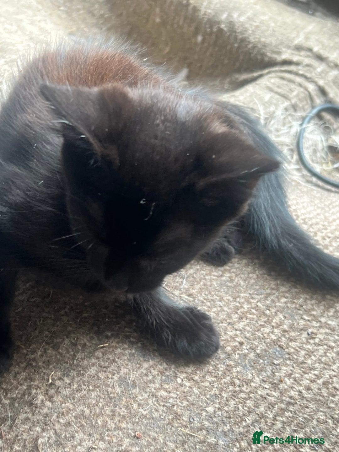 Mixed Breed cats for sale: 3cats for sale - Image 6