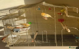 Canaries birds for sale: Mosaic Canary - Image 5