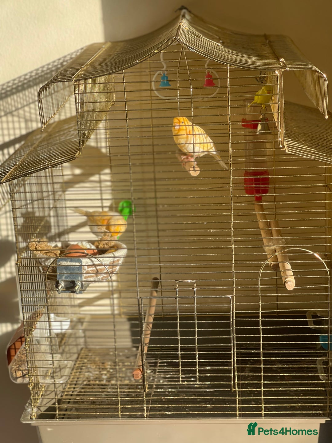 Canaries birds for sale: Mosaic Canary - Image 5