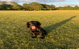 Cocker Spaniel dogs for sale: Cocker spaniel puppy for re homing  - Image 1
