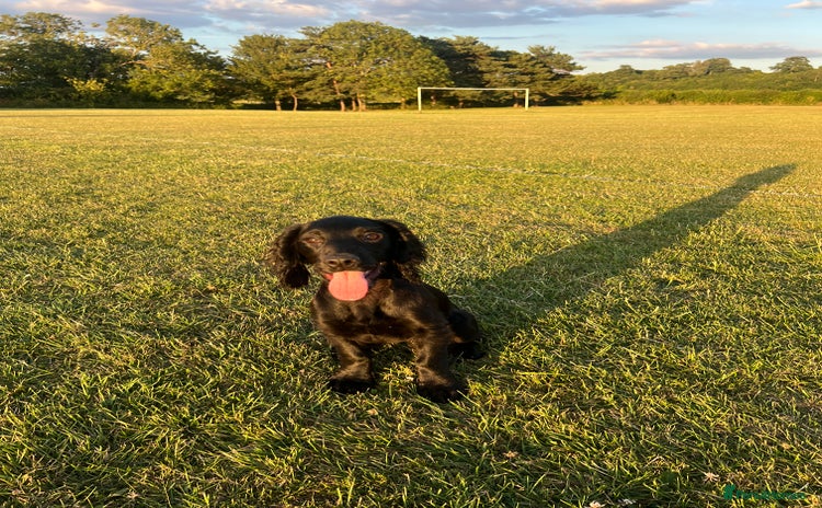 Cocker Spaniel dogs - Advert 11