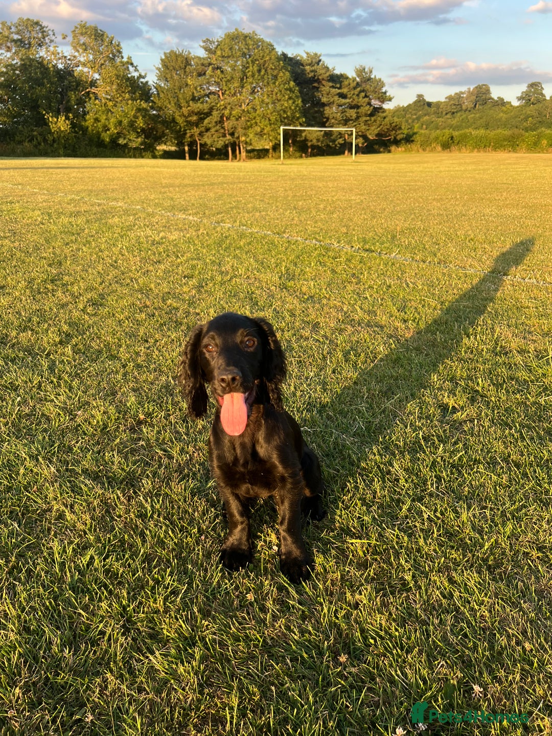 Cocker Spaniel dogs for sale: Cocker spaniel puppy for re homing  - Image 1