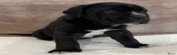 Cane Corso dogs for sale: Beautiful pure bred cane corso pups  - Advert 3