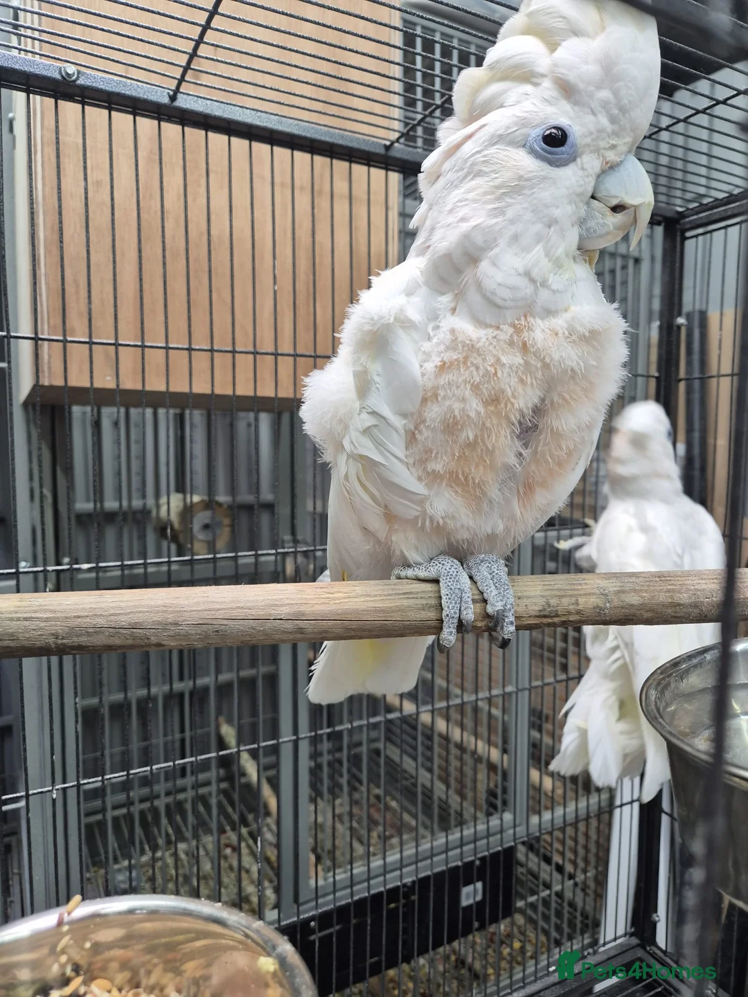 Cockatoo birds for sale: Pair of ducorp cockatoos - Advert 6