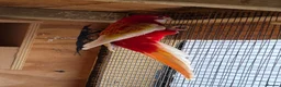 Parakeets birds for sale: Rosella parrot  - Advert 2